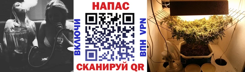 Шишки марихуана семена  Рошаль 